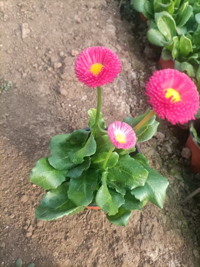 雏菊规格小杯110双色杯绿化专用常年供应