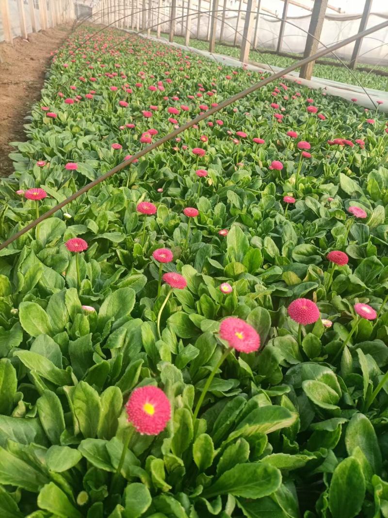雏菊规格小杯110双色杯绿化专用常年供应