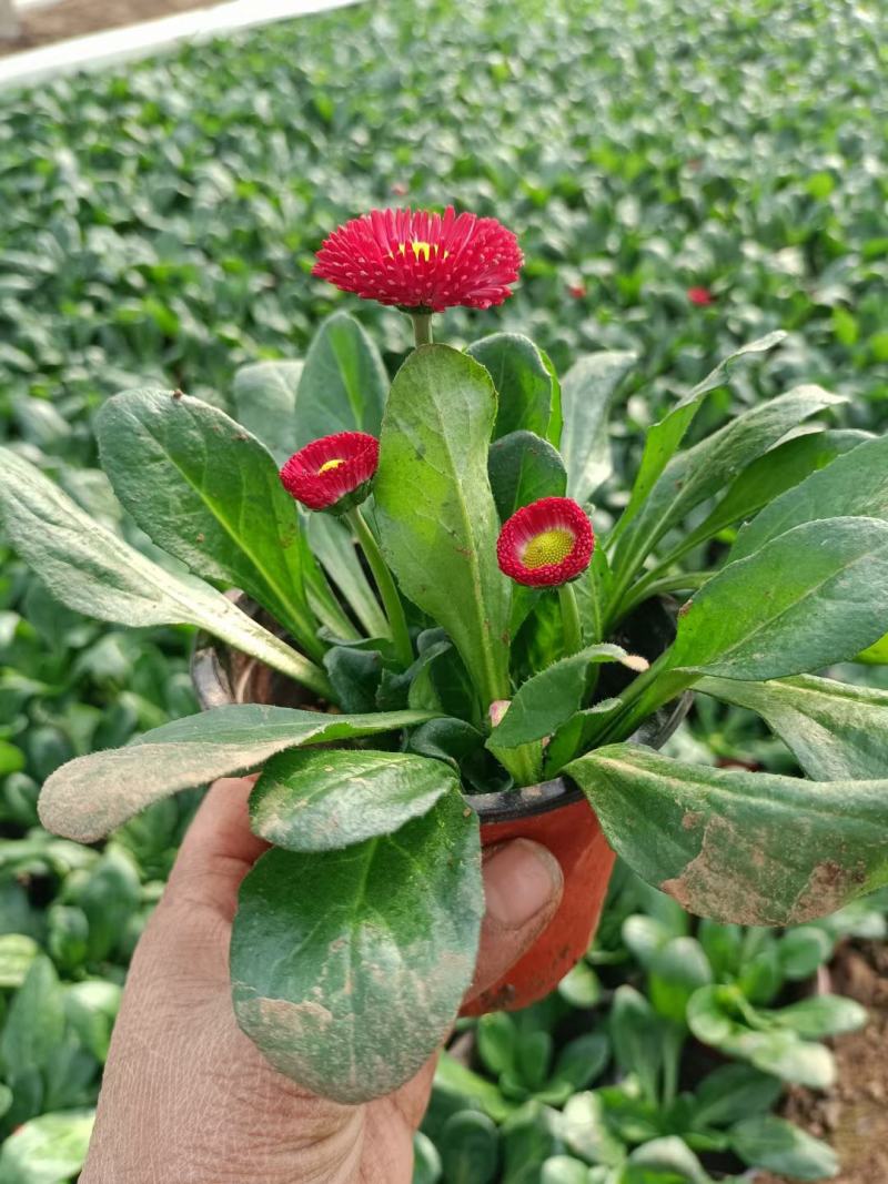 雏菊规格小杯110双色杯绿化专用常年供应
