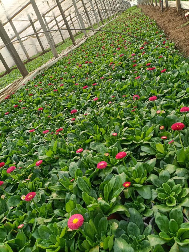 雏菊规格小杯110双色杯绿化专用常年供应