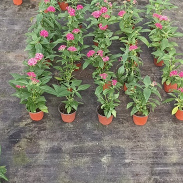 繁星花五星花3种颜色规格全品种多