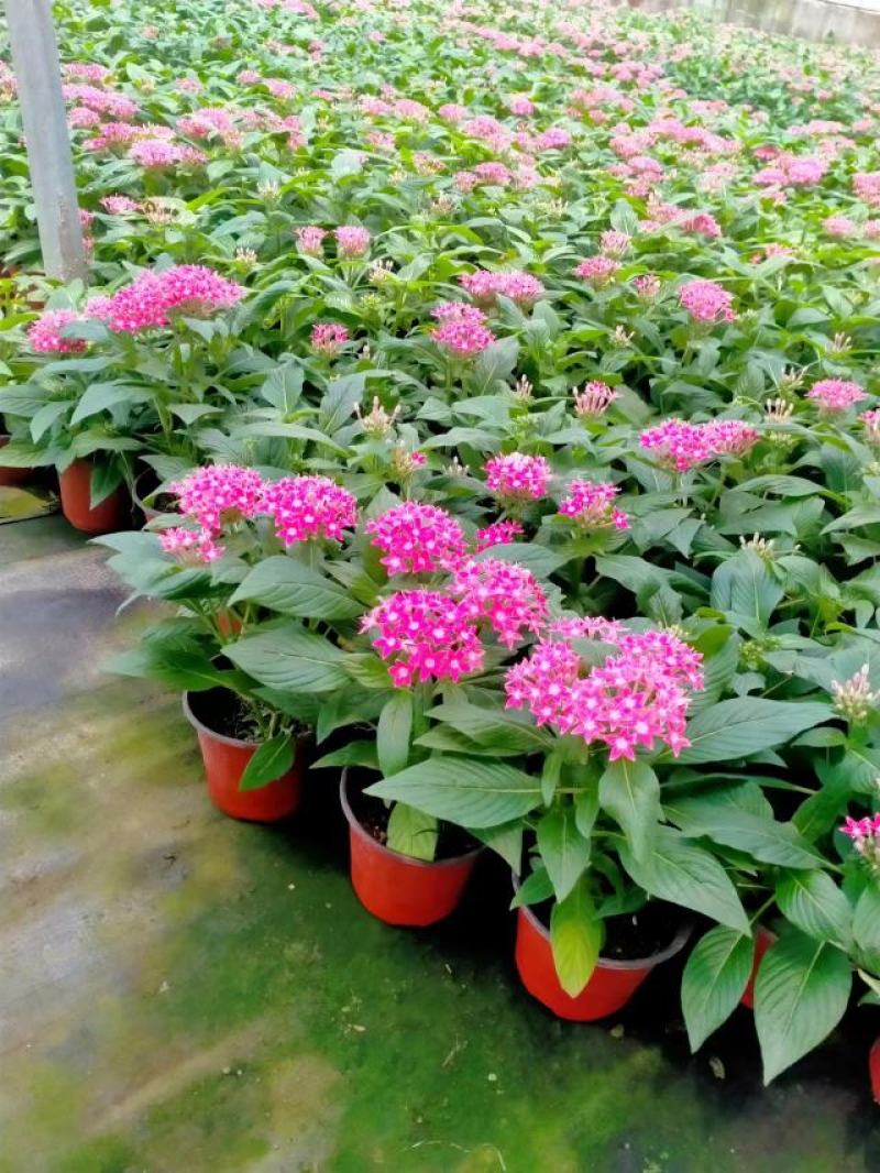 繁星花五星花3种颜色规格全品种多