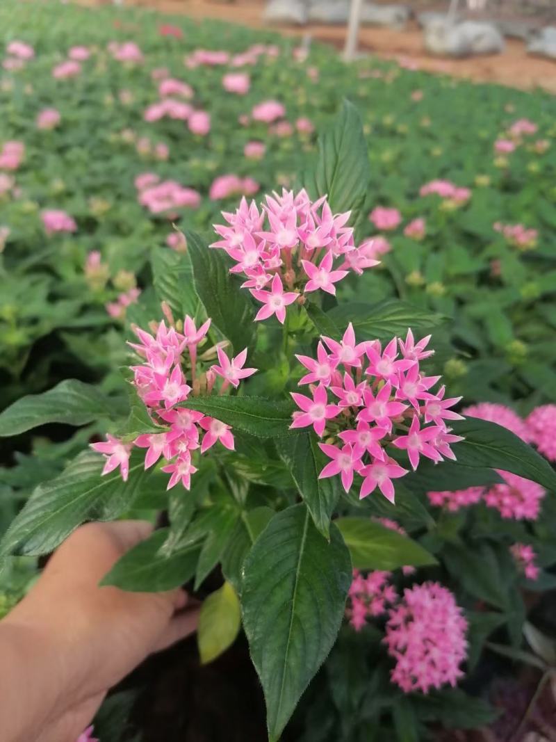 繁星花五星花3种颜色规格全品种多