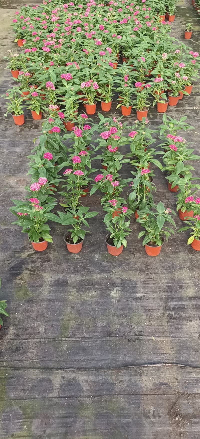 繁星花五星花3种颜色规格全品种多
