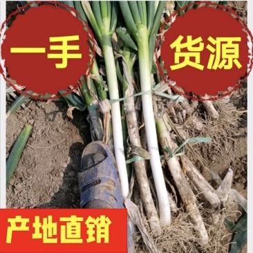 南通铁杆大葱大葱铁杆大葱粗2cm以上产地直发一手货源