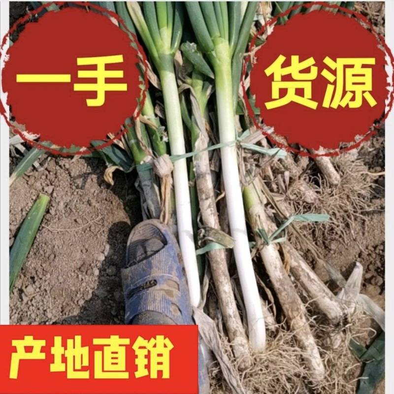 南通铁杆大葱大葱铁杆大葱粗2cm以上产地直发一手货源