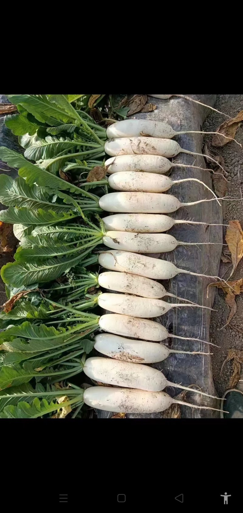 白萝卜