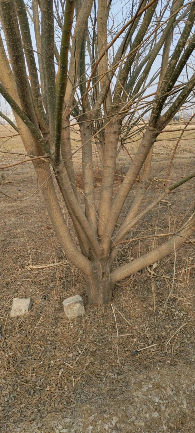丛生国槐，苗圃直供，一手货源，无中间商。