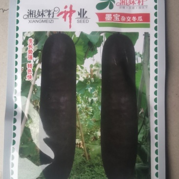 黑皮冬瓜种子墨宝生长势强结瓜早产量高品质好