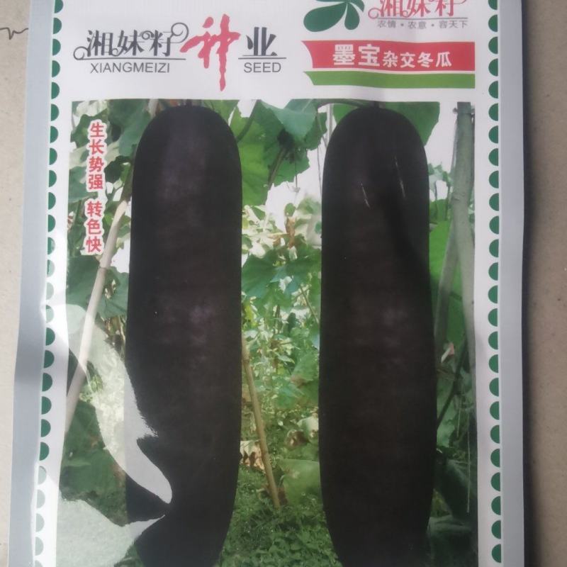 黑皮冬瓜种子墨宝生长势强结瓜早产量高品质好