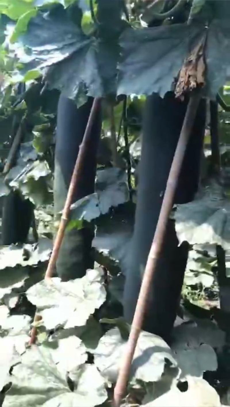 黑皮冬瓜种子墨宝生长势强结瓜早产量高品质好