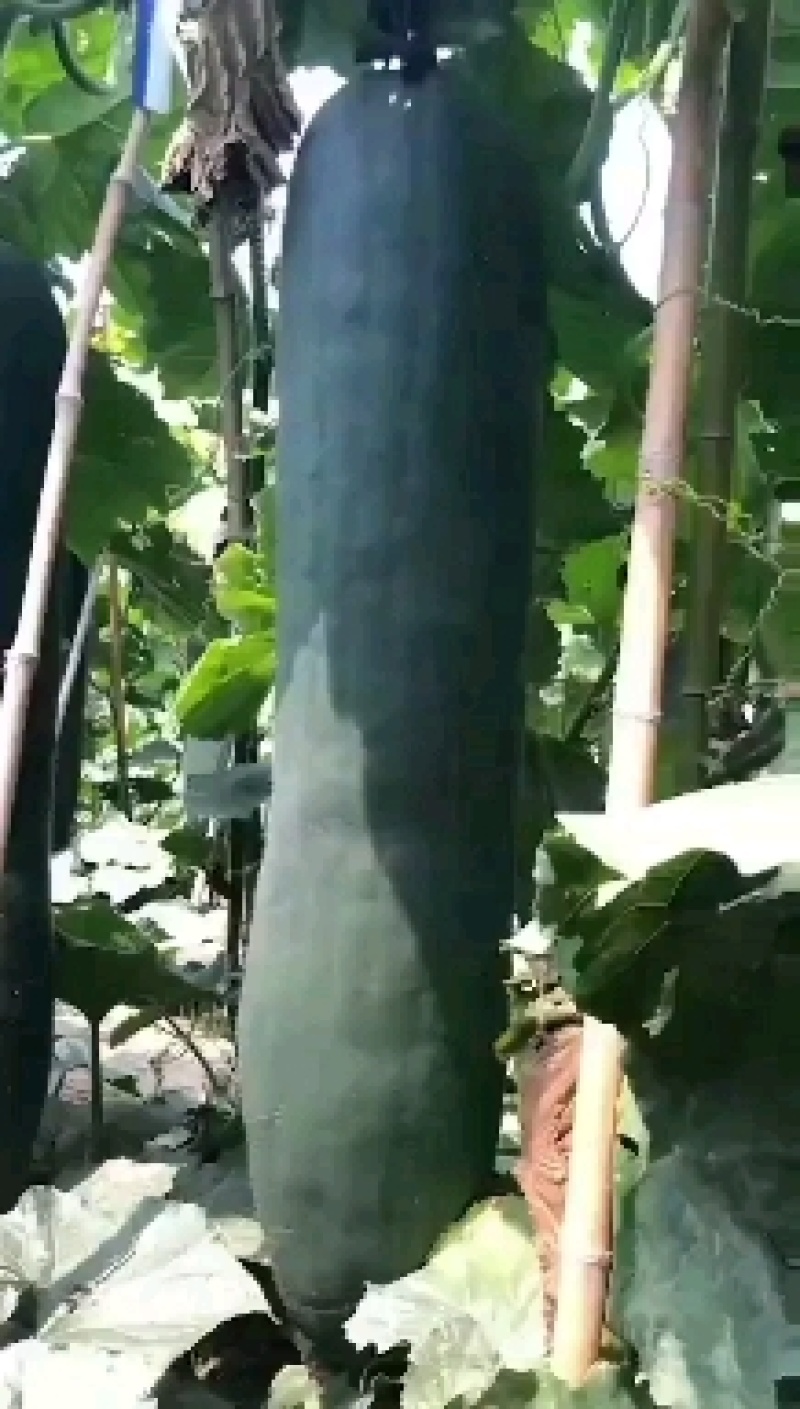 黑皮冬瓜种子墨宝生长势强结瓜早产量高品质好