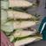 白糯加甜27玉米白玉米质量保证货源充足价格公道对接全国