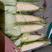 白糯加甜27玉米白玉米质量保证货源充足价格公道对接全国