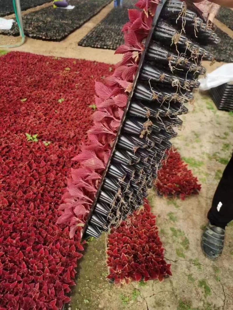 彩叶草穴盘苗，各种草花穴盘苗大量现货