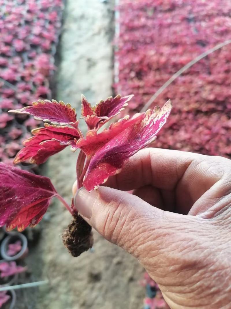 彩叶草穴盘苗，各种草花穴盘苗大量现货