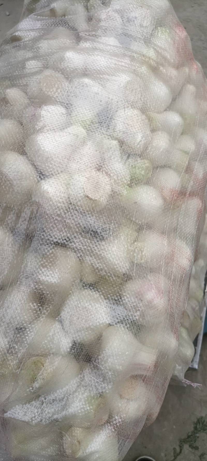 新鲜蒜头，四川本地新鲜蒜头，一手货，货源充足