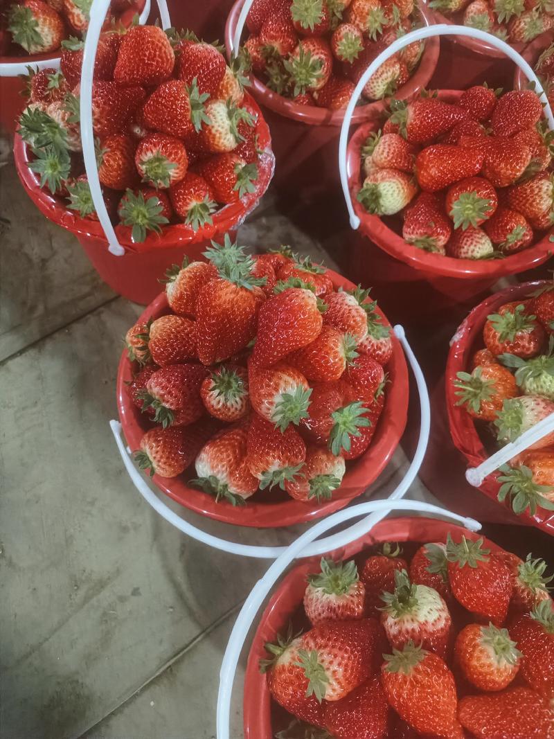 草莓精品上市