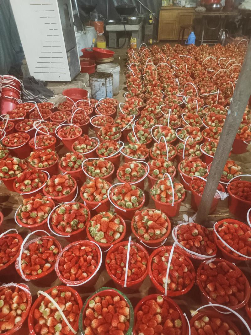 草莓精品上市