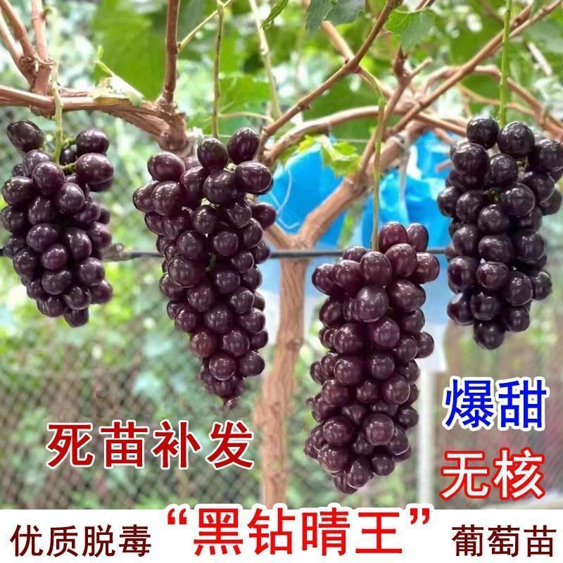 黑色极香葡萄苗，黑钻晴王，浓香纯甜，晚熟大粒，基地直发