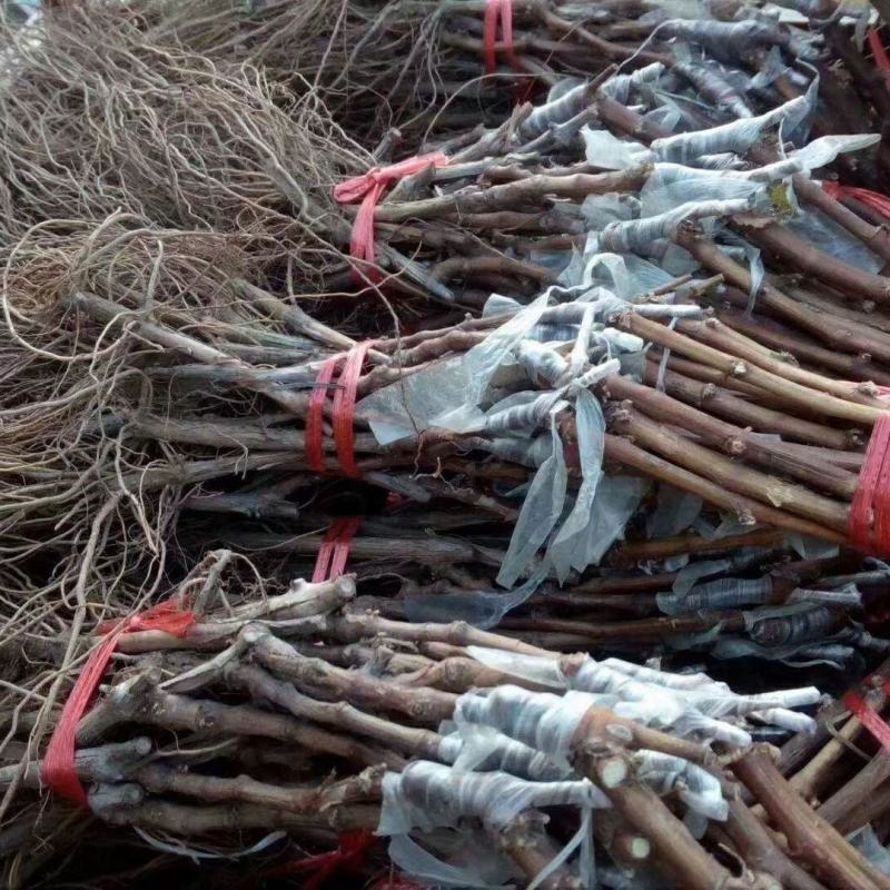 黑色极香葡萄苗，黑钻晴王，浓香纯甜，晚熟大粒，基地直发