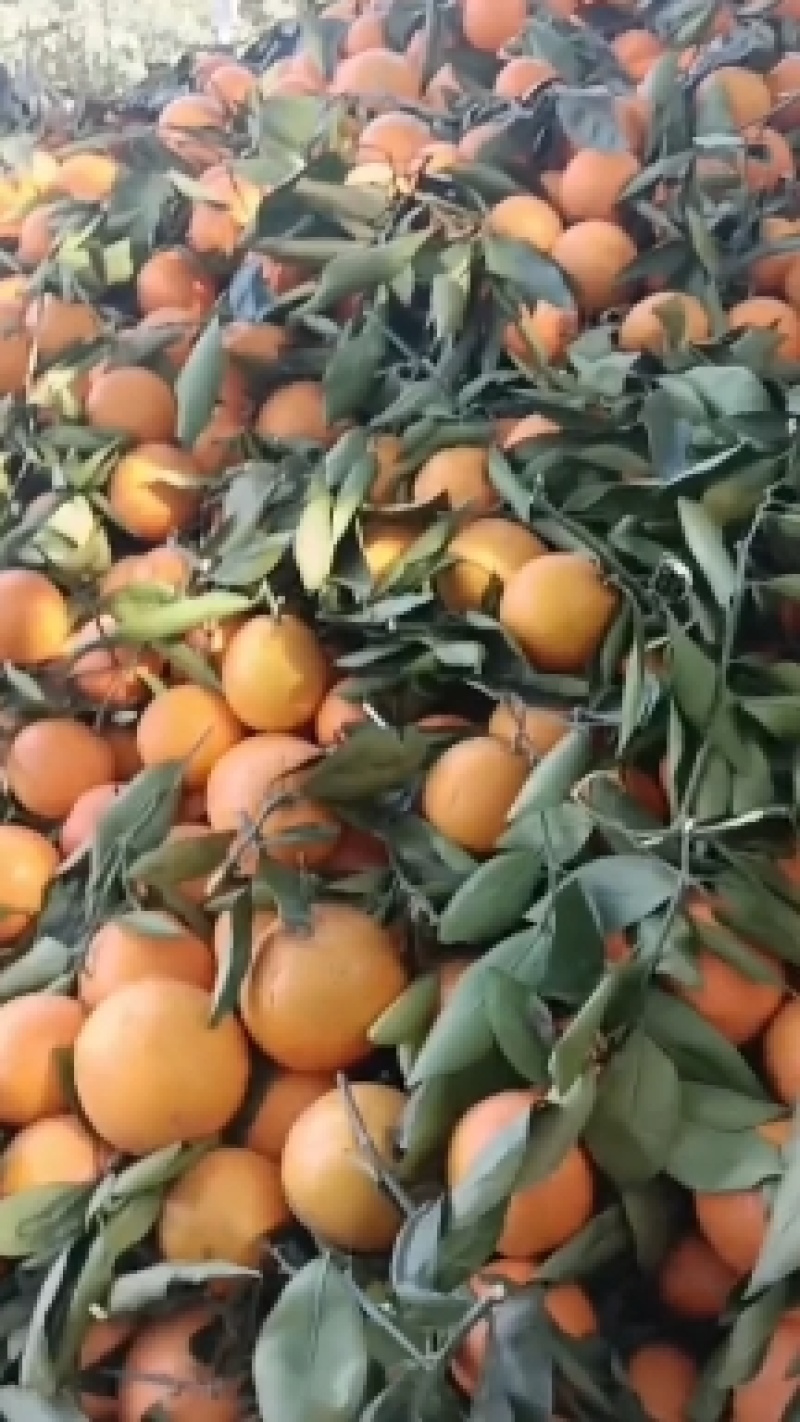 奉节县脐橙大量上市品质保证产地直发可视频看货欢迎咨询