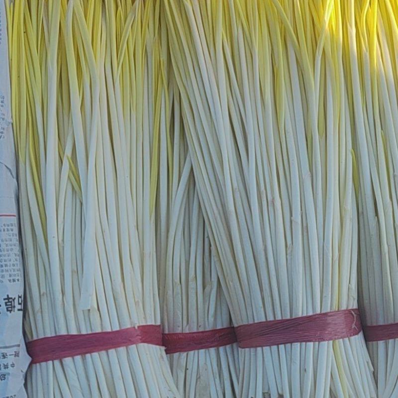 优质蒜黄，山东产地一手货源，量大从优欢迎来电订购