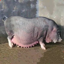 原种太湖一代母猪后备母猪二元母猪活猪幼崽种公猪