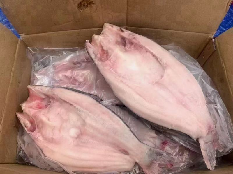 开背巴沙鱼