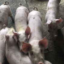 体重50斤纯正农村散养户的猪保健康冷圈猪