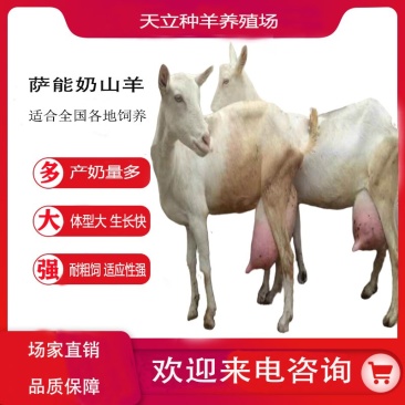 萨能奶山羊小羊羔活羊种羊产奶羊