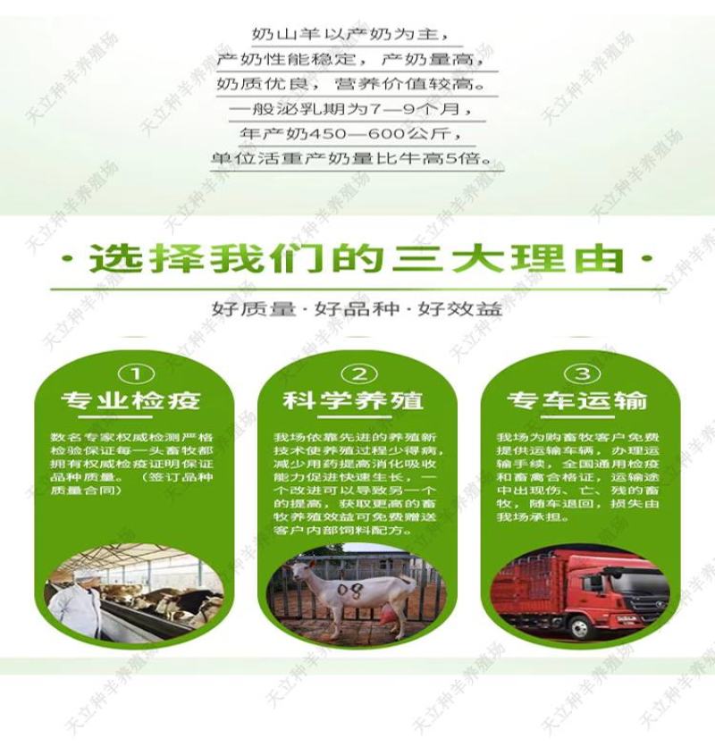 萨能奶山羊小羊羔活羊种羊产奶羊