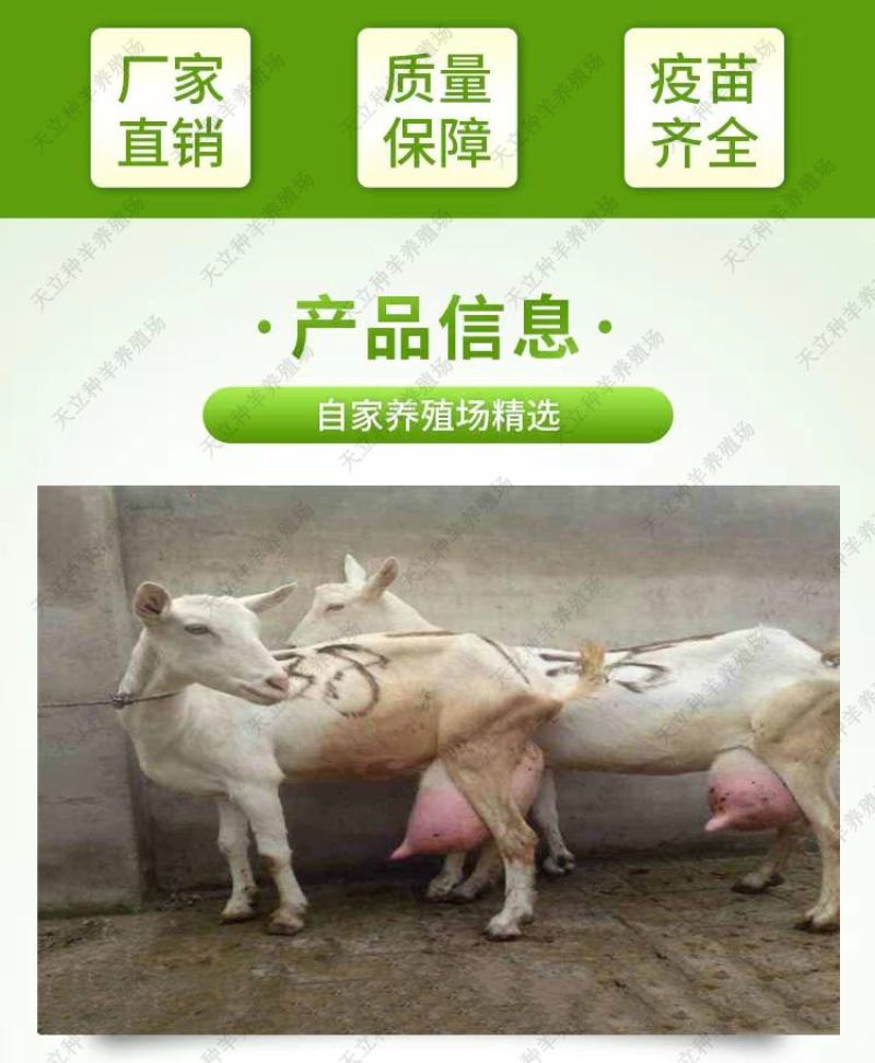 萨能奶山羊小羊羔活羊种羊产奶羊