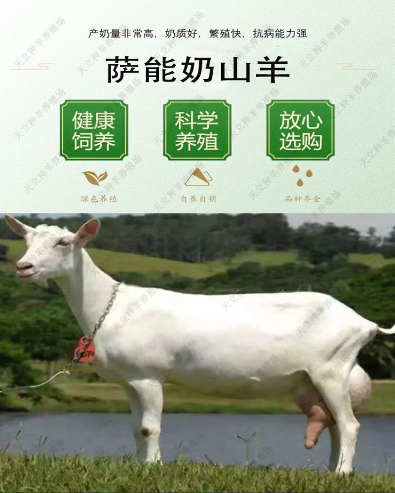 萨能奶山羊小羊羔活羊种羊产奶羊