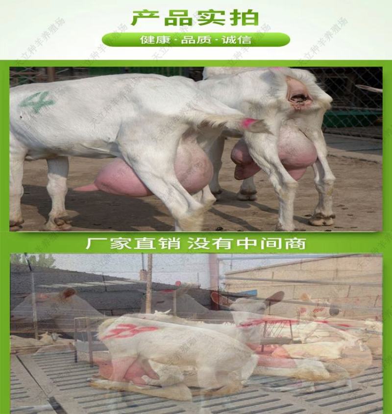 萨能奶山羊小羊羔活羊种羊产奶羊