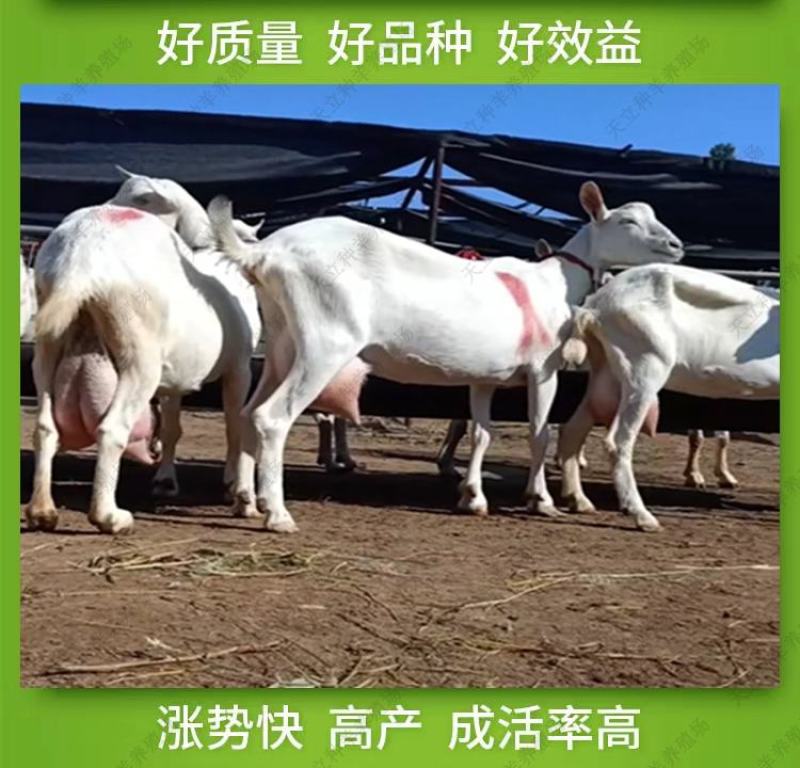 萨能奶山羊小羊羔活羊种羊产奶羊