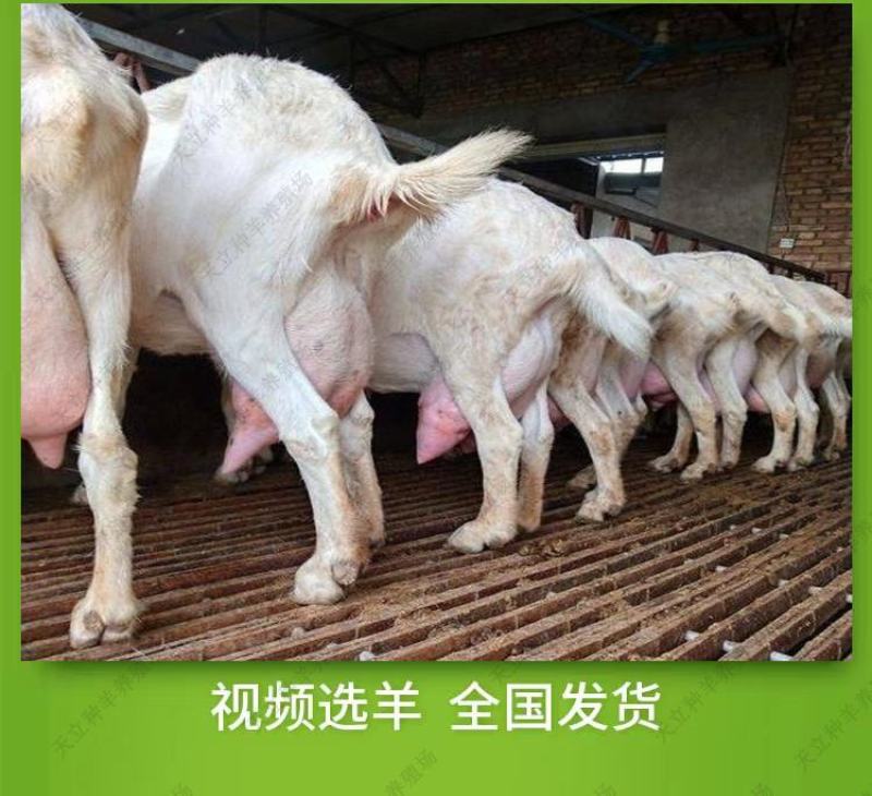 萨能奶山羊小羊羔活羊种羊产奶羊