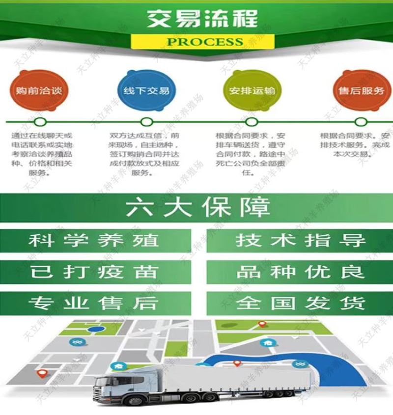 萨能奶山羊小羊羔活羊种羊产奶羊