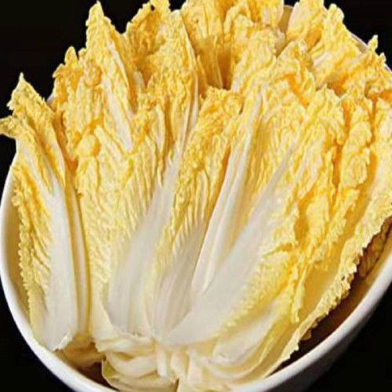 黄心白菜苗小白菜苗青杂三号白菜苗免费技术指导包回收
