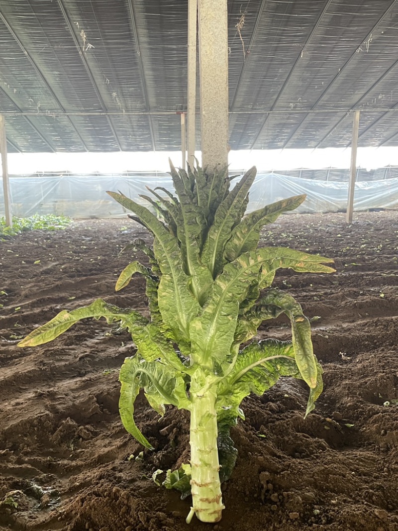 大量红叶香莴苣出售