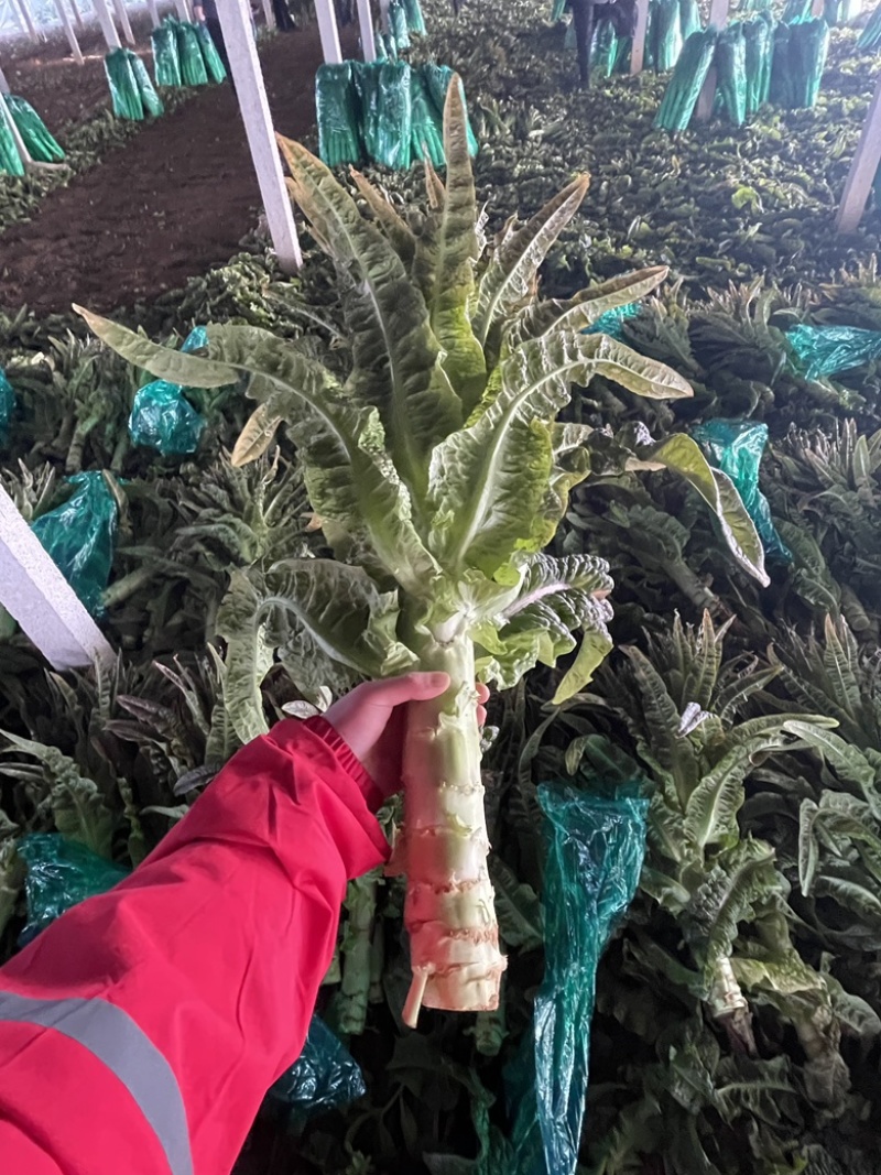 大量红叶香莴苣出售