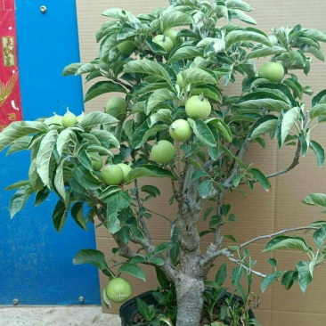 苹果盆栽矮化嫁接苗苹果树苗南北方四季盆栽地栽盆景成活率高