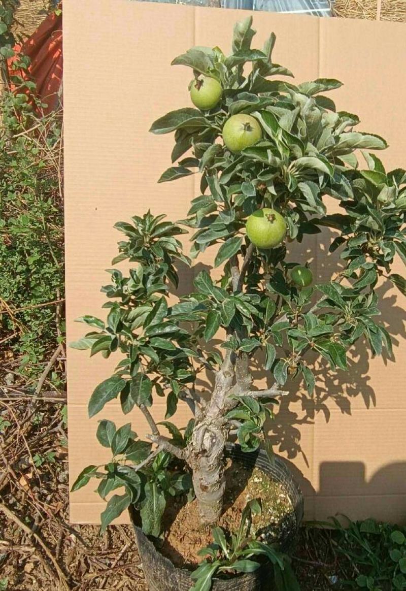 苹果盆栽矮化嫁接苗苹果树苗南北方四季盆栽地栽盆景成活率高