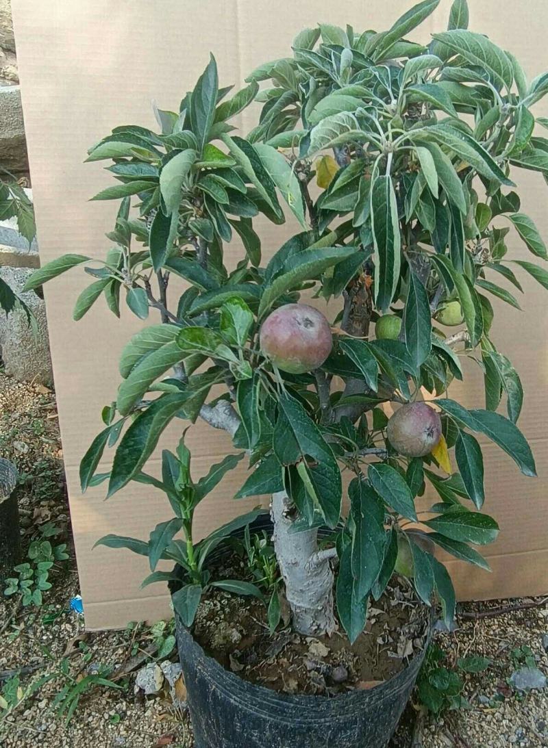 苹果盆栽矮化嫁接苗苹果树苗南北方四季盆栽地栽盆景成活率高