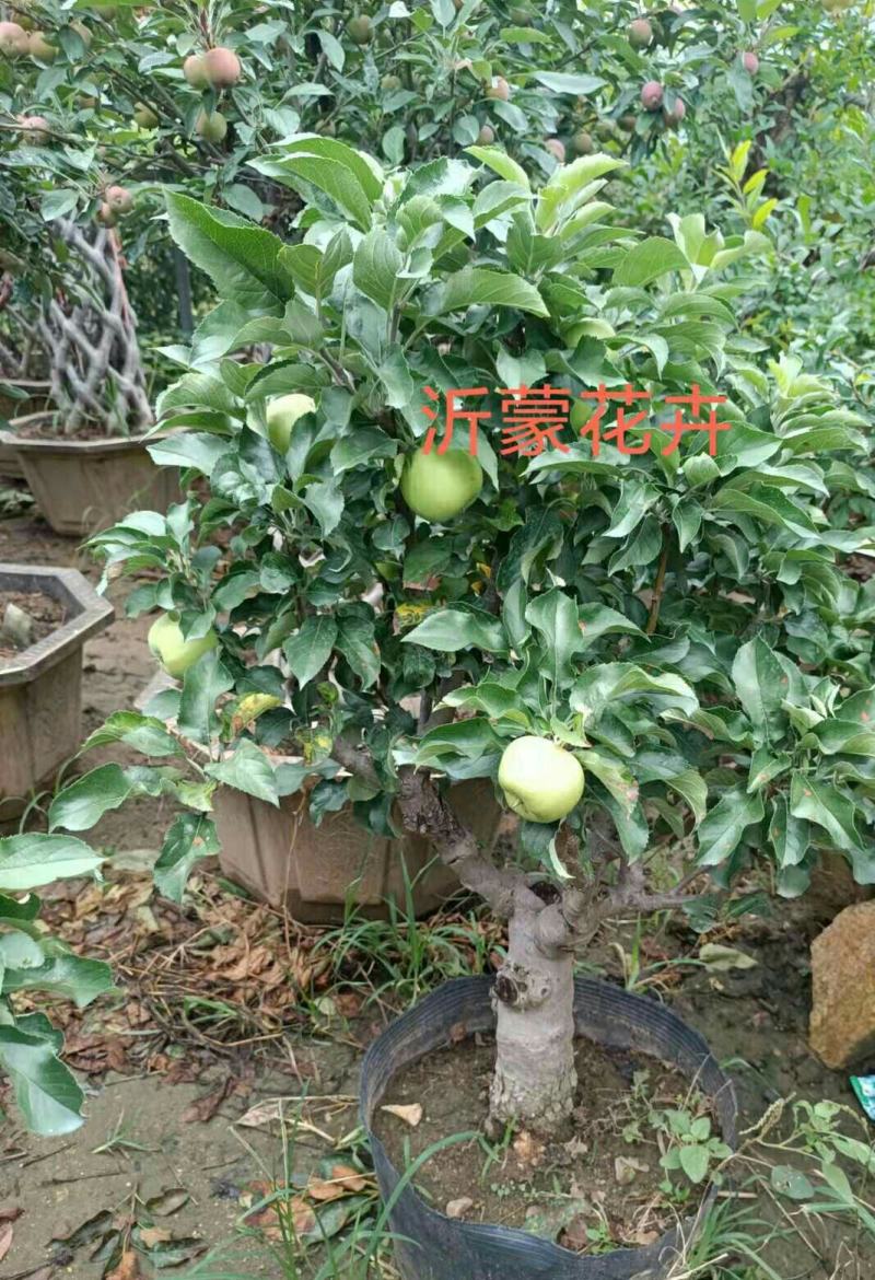 苹果盆栽矮化嫁接苗苹果树苗南北方四季盆栽地栽盆景成活率高