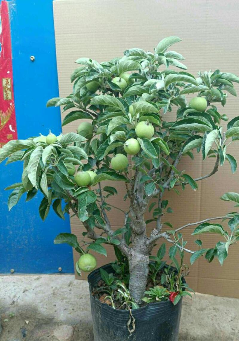 苹果盆栽矮化嫁接苗苹果树苗南北方四季盆栽地栽盆景成活率高