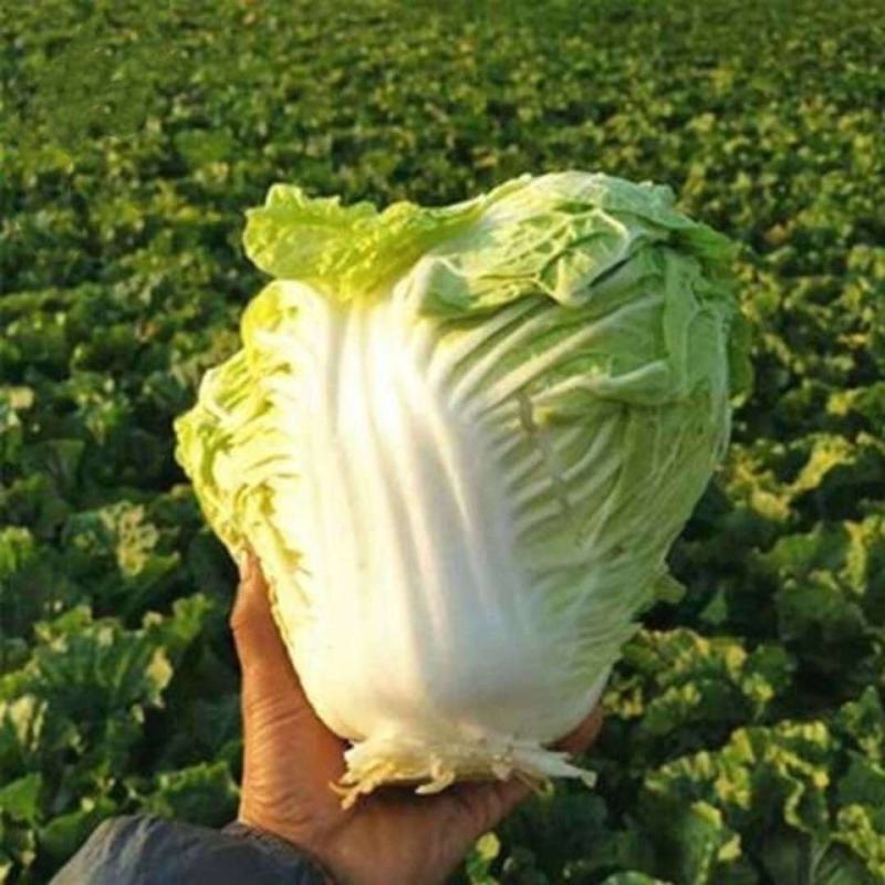 北京3号白菜苗夏阳白菜苗秦白2号白菜苗免费技术指导包回收