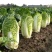 北京3号白菜苗夏阳白菜苗秦白2号白菜苗免费技术指导包回收
