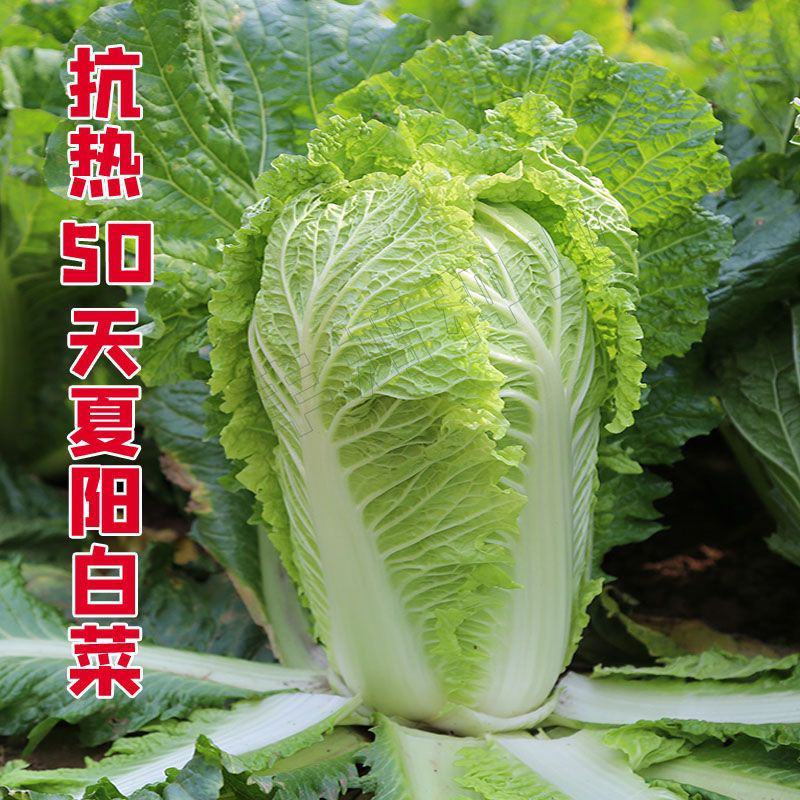 北京3号白菜苗夏阳白菜苗秦白2号白菜苗免费技术指导包回收
