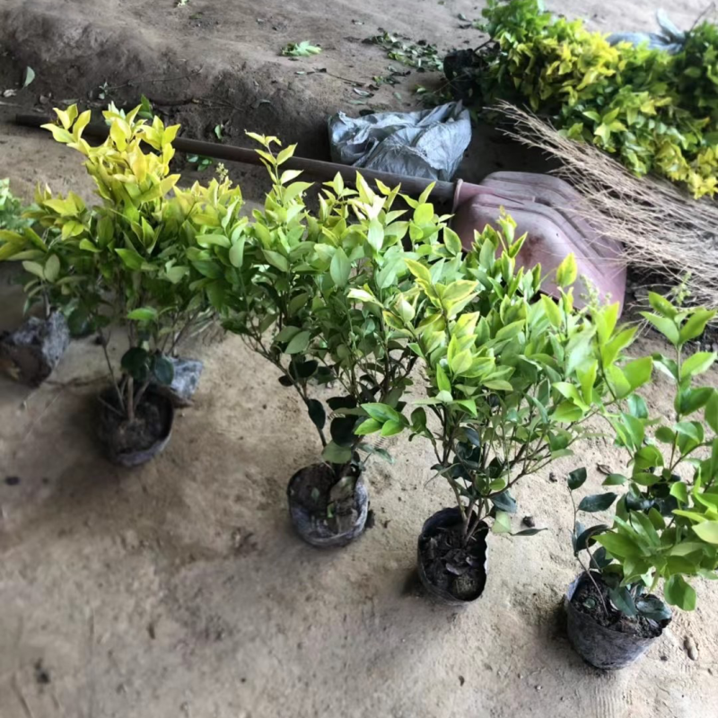 江苏基地优质金森女贞大杯苗基地直销规格齐全量大从优
